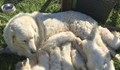 Рекорд! Овчарско куче роди 17 палета