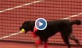Кучета гонят топките на тенис турнир в Бразилия