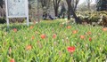 Засадиха 6 000 лалета в градските градини на Русе