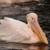Розов пеликан умря от зелени грижи за 9 милиона лева