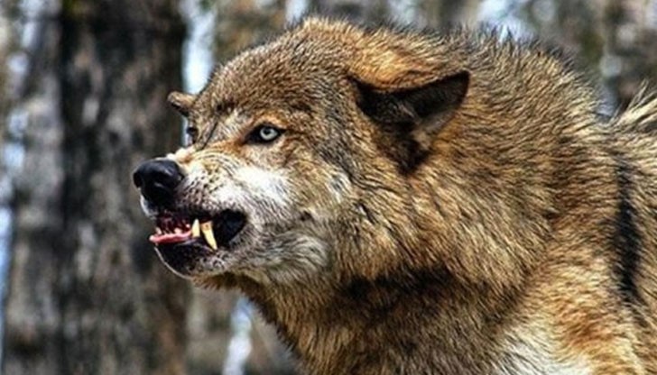 Българска агенция по безопасност на храните започва от днес първата за 2016 ваксинация Българска агенция по безопасност на храните започва от днес първата за 2016 ваксинация