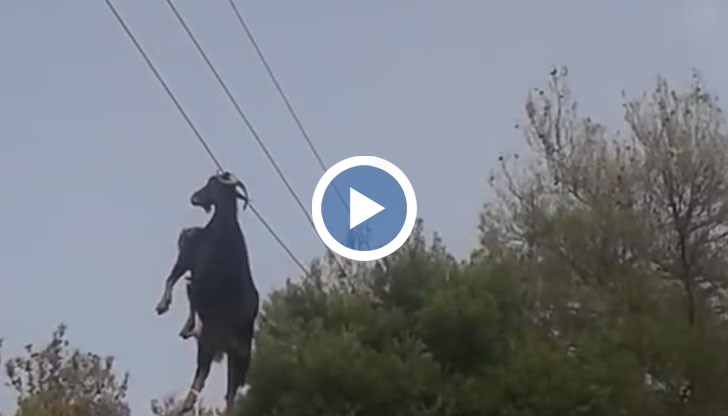 На помощ на чифтокопитното животно се притекли местните жители