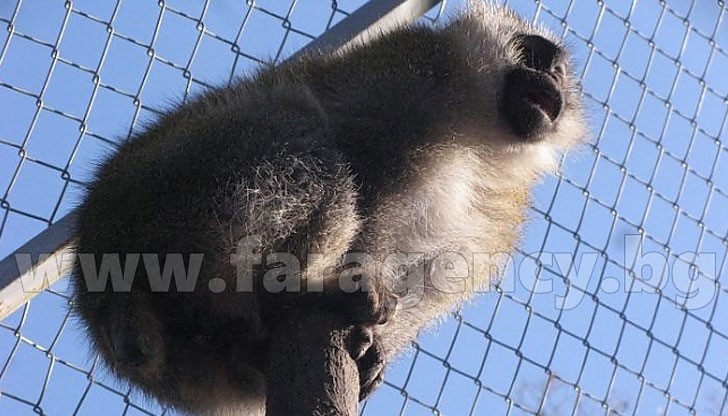 Небрежност от страна на пазача е довела до бягството на животното