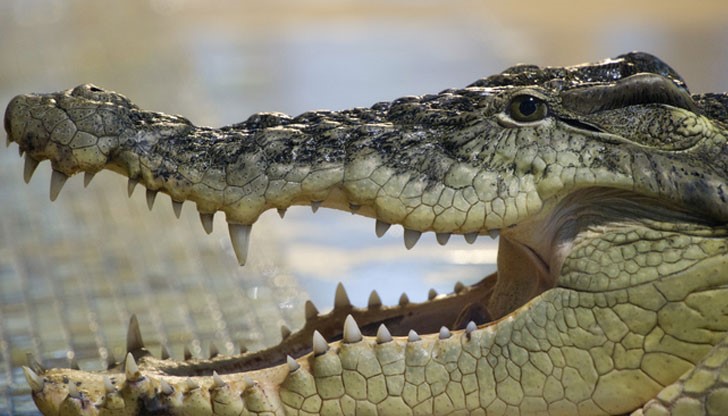 Тялото е намерено край мангрова гора, която е била популярно място за любителите на подводното гмуркане