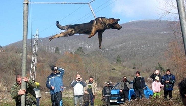 Кучета вече няма да се въртят в село Бродилово