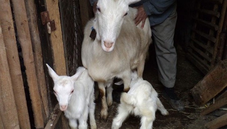 За това алармира на днешната среща на животновъди с представители на Областна дирекция „Земеделие“ в Русе Деан Тодоров За това алармира на днешната среща на животновъди с представители на Областна дирекция „Земеделие“ в Русе Деан Тодоров