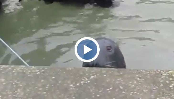 Нахалният Сами редовно излиза на брега