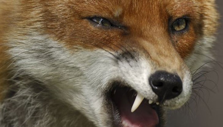 Пари за майки и пенсионери няма, за бесни лисици харчат 24 милиона