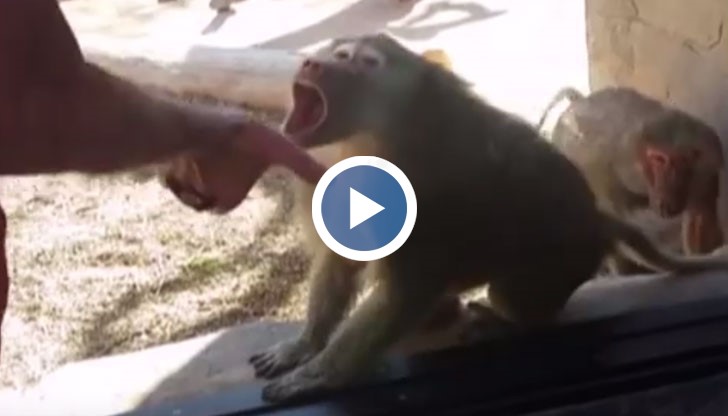 Вижте забавната реакция на павиана в приложеното видео