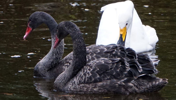 Лебедите са купени благодарение на дарение от варненска строителна фирма