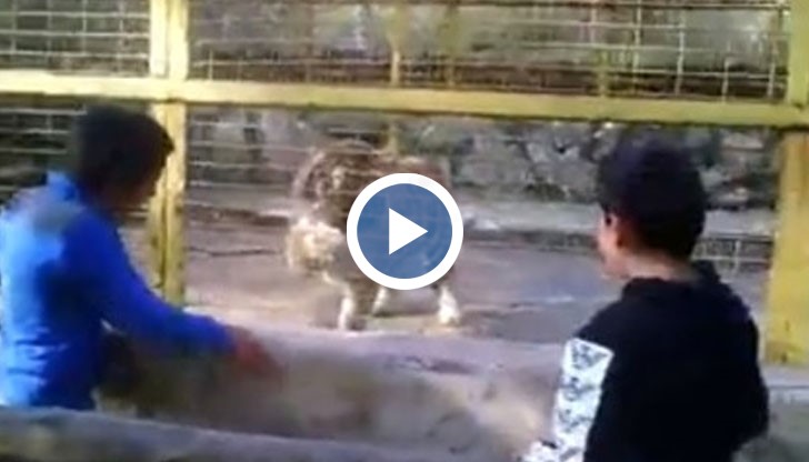 В социалните мрежи плъзна видео, в което цигани проявяват изключителна агресия към животни в зоопарка в Стара Загора