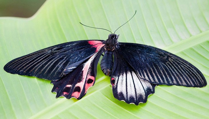 Изобретението би могло да се използва за създаване на нов вид очни импланти