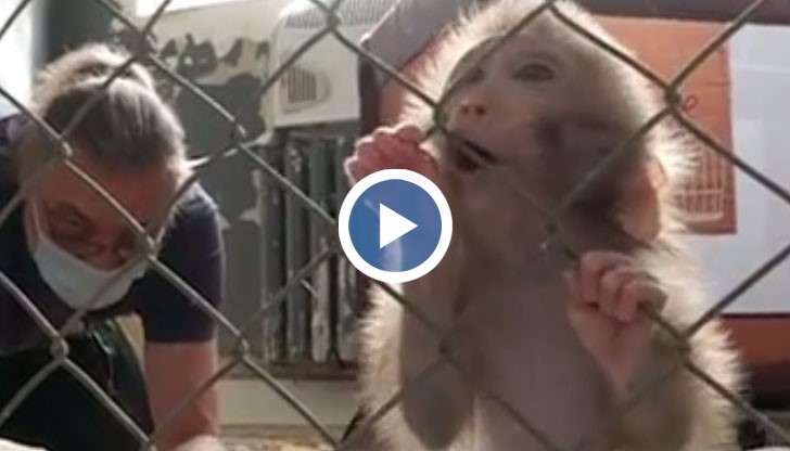 Бебе маймунче оцеля месец и половина без родителски грижи