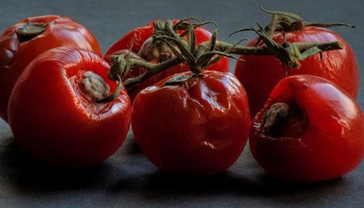 Учени: Развалените домати са мощен източник на енергия като гориво Учени: Развалените домати са мощен източник на енергия като гориво