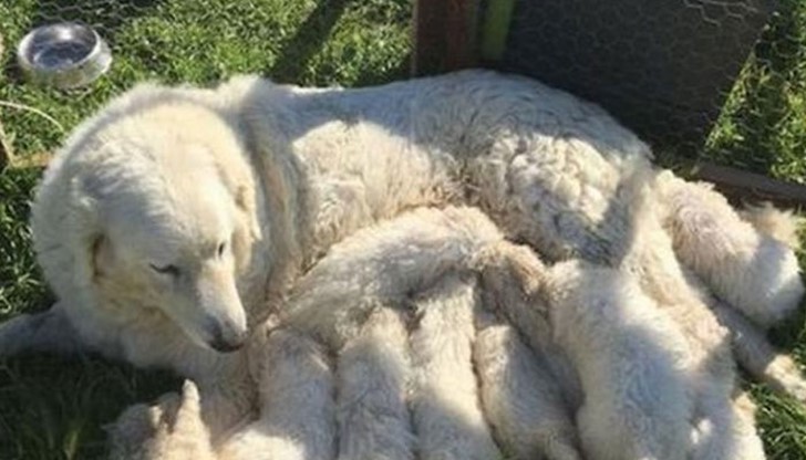 Овчарско куче на име Стела се оказа рекордьор, след като роди цели 17 кученца в щата Калифорния