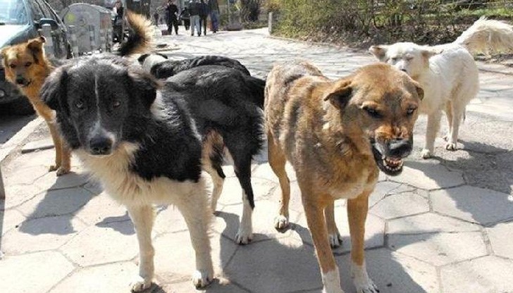 Инцидентът е станал сутринта към 7,10 часа в близост до ОУ „Иван Вазов“ в град Видин Инцидентът е станал сутринта към 7,10 часа в близост до ОУ „Иван Вазов“ в град Видин