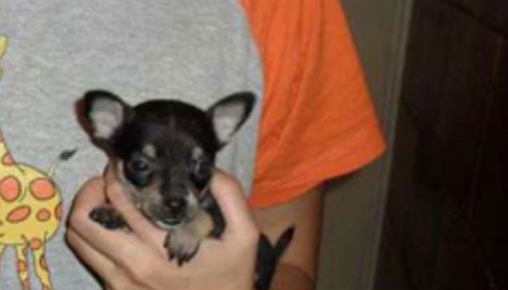 В компетенцията именно на БАБХ е контрола по спазването на Закона за Защита на Животните