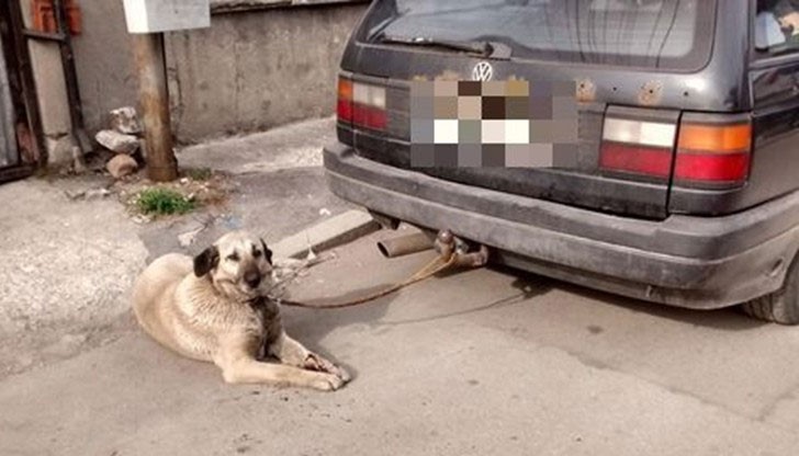 Това каза майката на шофьора, който влачи на теглича си животинката по продължение на цяла улица Това каза майката на шофьора, който влачи на теглича си животинката по продължение на цяла улица