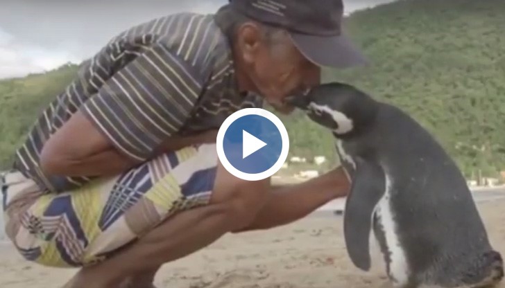 Обичам пингвина като мое собствено дете и вярвам, че и той ме обича, коментира мъжът