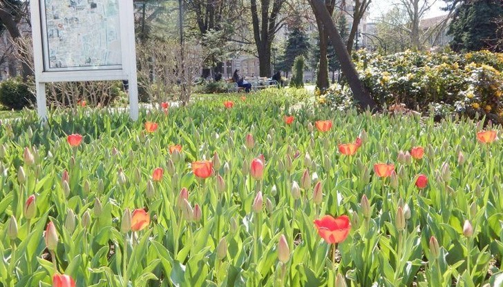 Пролетните цветя ще радват русенци и гости на града през следващия месец