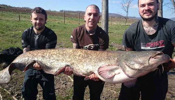 Любители на риболова се похвалиха с близо 100 килограмов сом