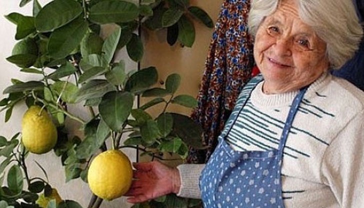 Знаете ли, че бихте могли от семка да си отгледате лимон у дома?