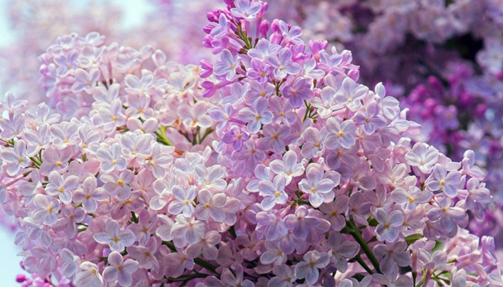 Деца ще споделят своите послания към Царицата на цветята и слънцето Деца ще споделят своите послания към Царицата на цветята и слънцето