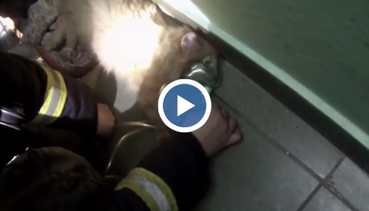 Животинката била полужива, когато пристигат спасителните екипи