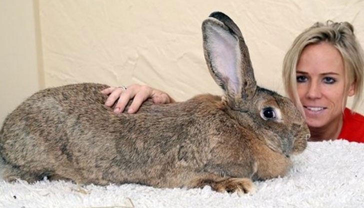 Стопанката Анет отглежда зайците от породата континентален гигант от 10 години