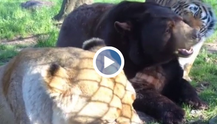 Балу е американска черна мечка, Лео е лъв, а Ширхан - бенгалски тигър