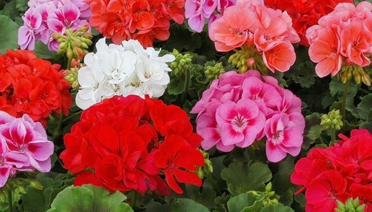 Мушкатото е не само красиво цвете, то е и лечебно средство Мушкатото е не само красиво цвете, то е и лечебно средство