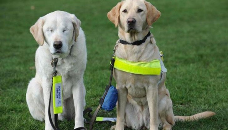 Собственикът взема друго куче, което да помага на слепия му приятел