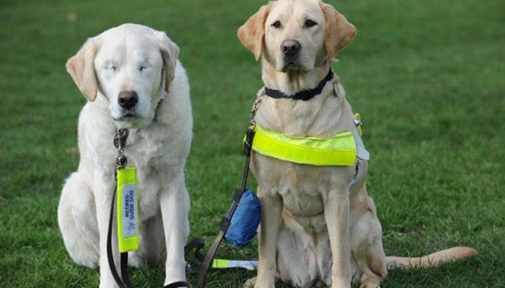 Собственикът взема друго куче, което да помага на слепия му приятел Собственикът взема друго куче, което да помага на слепия му приятел