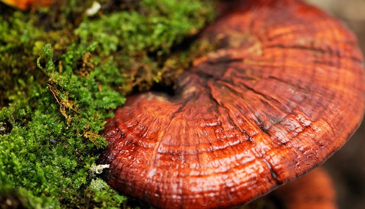 Запознайте се с приложението на комбинацията В17 и гъба Рейши Запознайте се с приложението на комбинацията В17 и гъба Рейши