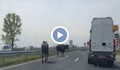 Биволи се разхождат по магистрала „Тракия“