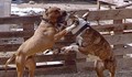 Маскират кучешки боеве като  изложби
