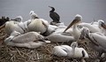 Първите новоизлюпени пеликанчета се учат да плуват