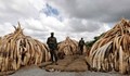 Президентът на Кения подпали клада от 105 тона слонова кост