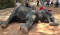 Туристи погубиха слон
