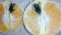 Портокали с отрова, има следи от игла