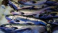 Замразена риба от Фокушима плъзна на пазара