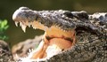 Крокодил нападна младеж докато спи