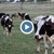 Опасна болест по кравите в Русенска област