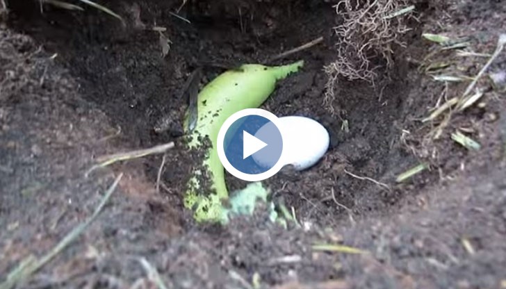 Яйцето и бананът заместват изцяло купешките изкуствени торове