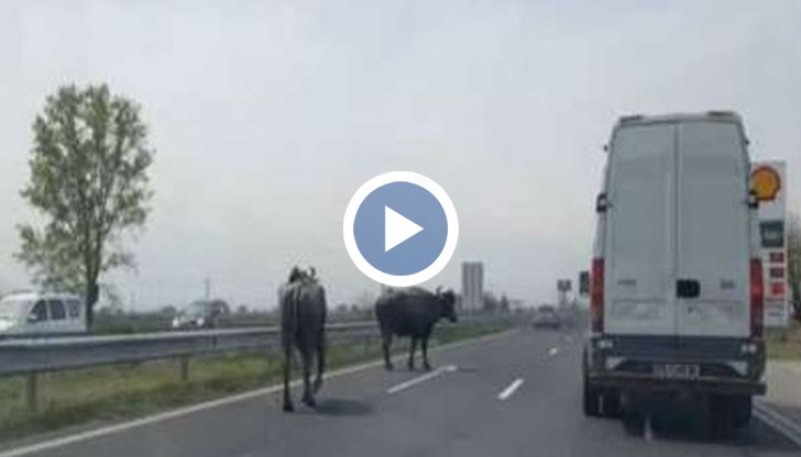 Биволи се разхождат свободно по магистрала, като създават опасност за пътни инциденти