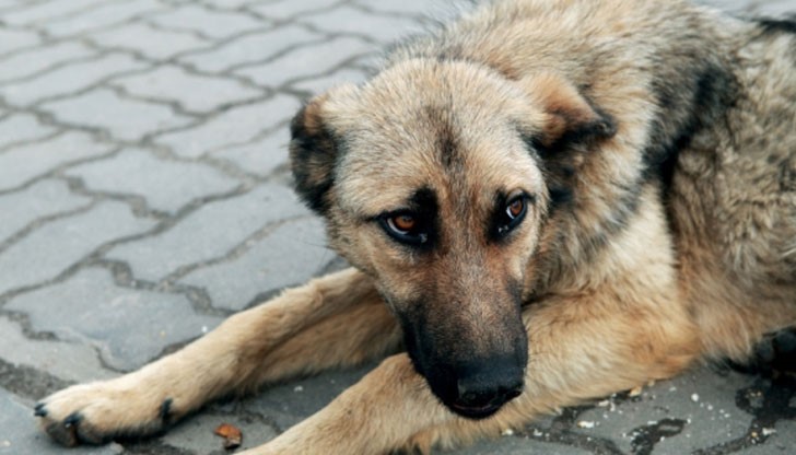 Психично болен мъж в Пловдив коли бездомни кучета и след това храни прасетата си с тях