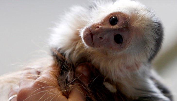 Проститутка получи от доволен клиент вместо бакшиш екзотична маймунка на име Гуи