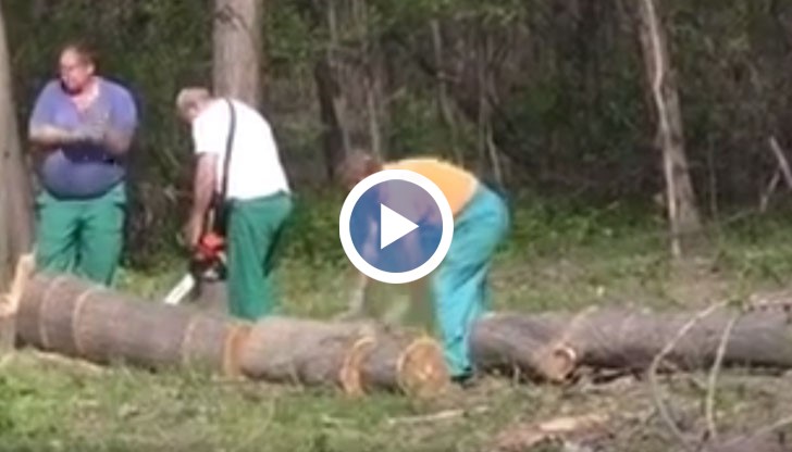Как в седмицата на гората паднаха още 170 дървета в Пловдив