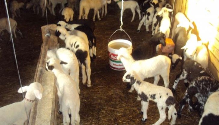 Полицията да охранява агнетата от крадци поискаха фермери от Пернишко Полицията да охранява агнетата от крадци поискаха фермери от Пернишко