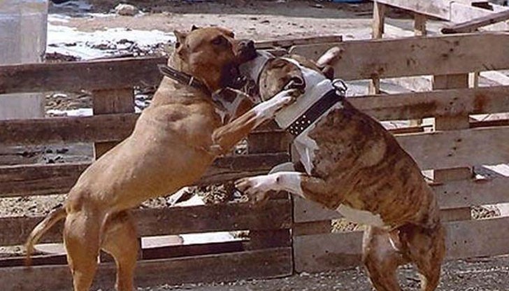 Залозите за няколкото боя са били над 50 хиляди лева